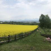 5月中旬菜の花が綺麗でした