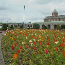 花と建物の競演