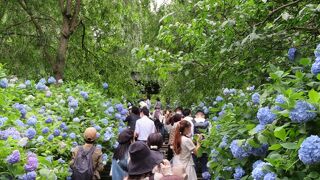 紫陽花が見ごろで人がたくさん