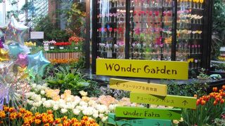 1年間、チューリップの花を見ることができます。