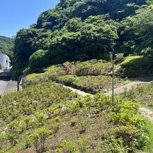 花の木公園