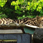 有名なサファリ系動物園