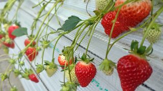 ストロベリーフィールズ 筑紫野いちご いちじく農園