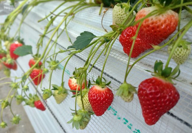 ストロベリーフィールズ 筑紫野いちご いちじく農園