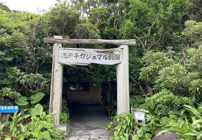 ここがガジュマル自生の北限地