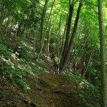 樹海を抜けて急登を登る