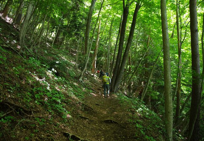 富士山が近い、ちょっと木々がじゃまかな