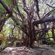 沖縄最古とも言われる樹齢600年以上の巨大ガジュマルに圧倒されました