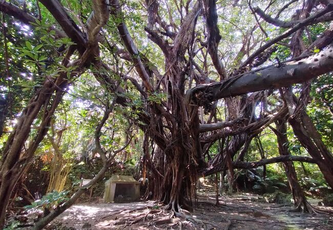 沖縄最古とも言われる樹齢600年以上の巨大ガジュマルに圧倒されました