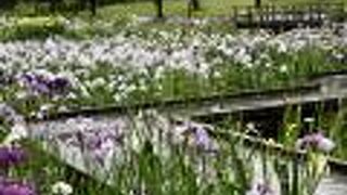 花菖蒲は見応えがあります