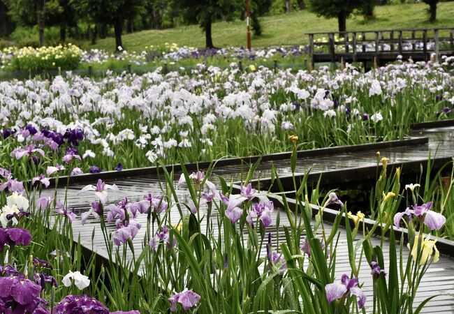 花菖蒲は見応えがあります