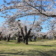 青葉ヶ丘公園の桜