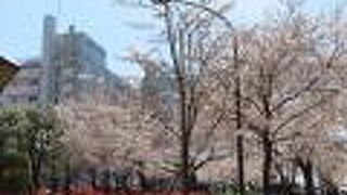 文京区内屈指の桜の名所　播磨坂