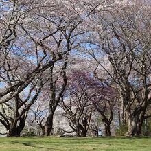 オニウシ公園の景色