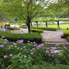 あじさいが見頃