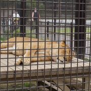 無料で楽しめる素朴な動物園です。