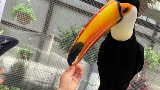 たくさんの鳥と触れ合える