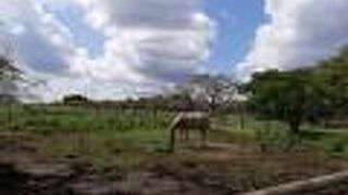 千葉の癒されスポット　　秋元牧場