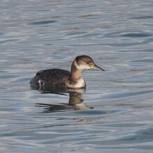 アカエリカイツブリ冬羽