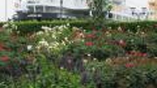 バラ園をゆっくり お散歩よ