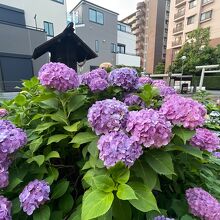 神明神社の紫陽花