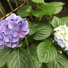 あじさい
