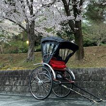 桜の頃