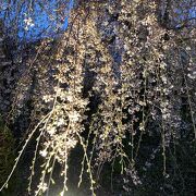 圧巻の夜桜