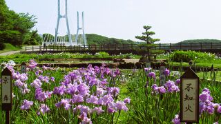 ６月上旬は菖蒲が半分以上咲いていました。