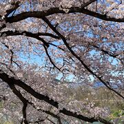 堤防沿いに続く桜並木