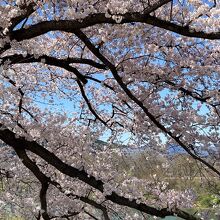 桜の頃