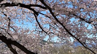 堤防沿いに続く桜並木