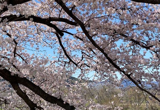 堤防沿いに続く桜並木