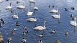 白鳥がたくさんいました