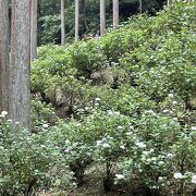 １００００株のアジサイが咲き誇ってます