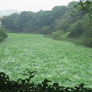 ３か月前は桜がきれいでしたが・・・