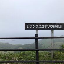 レブンウスユキ草群生地