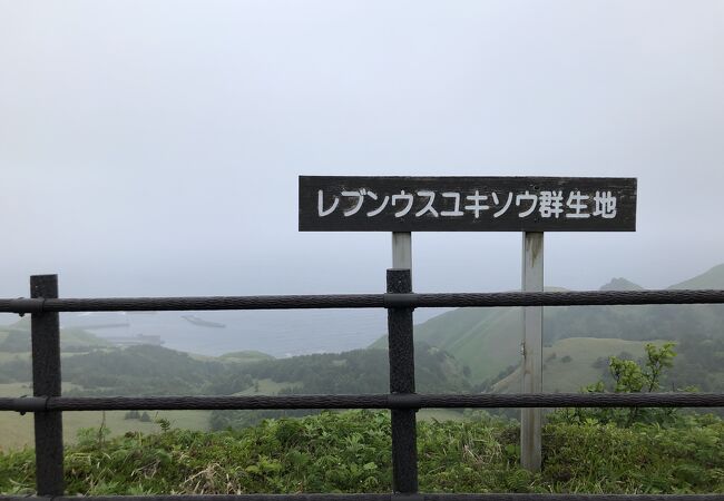 レブンウスユキ草群生地