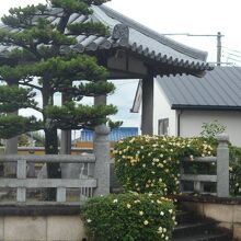 「諸兄公は金堂の四面に山吹を植えた」と伝承されています。