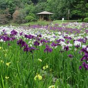 ６月上旬に菖蒲を見に行き枚s多が、ちょっと見ごろを過ぎていました。でもきれいでした。