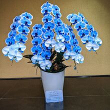 展示のランです