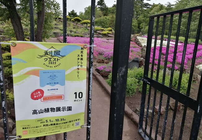 高山植物を山を登らずに