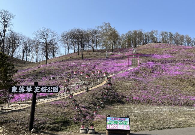 ５月の芝桜シーズンの訪問がお勧め