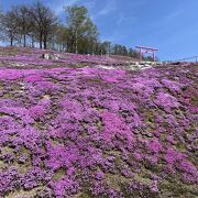 広大な敷地一面に広がる芝桜
