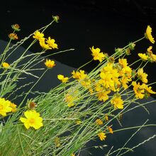 綺麗な黄色の花