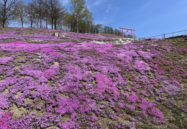 広大な敷地一面に広がる芝桜
