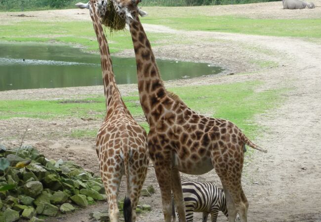 ブルガー動物園