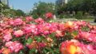 6月下旬辺りが最も勢いよく咲く