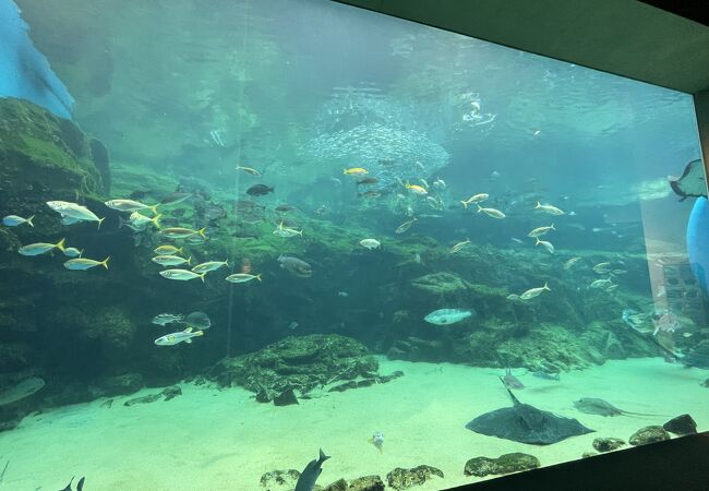 西海国立公園九十九島水族館 海きらら クチコミ アクセス 営業時間 九十九島 田平周辺 フォートラベル