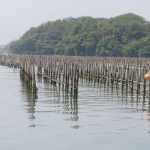 朴島が近づくと、海苔&#31690;（のりしび）がびっしり。